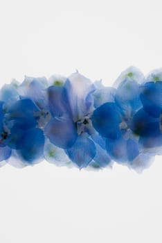 Close_up of flowers