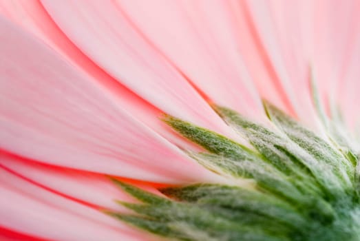 Close_up of a pink flower
