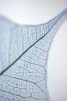 Close-up of a dried pipal leaf vein