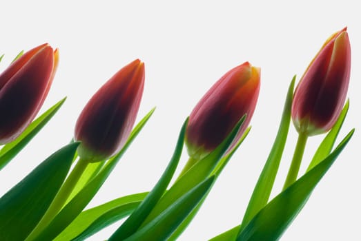 Close_up of buds