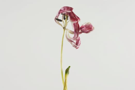Close_up of a dry flower