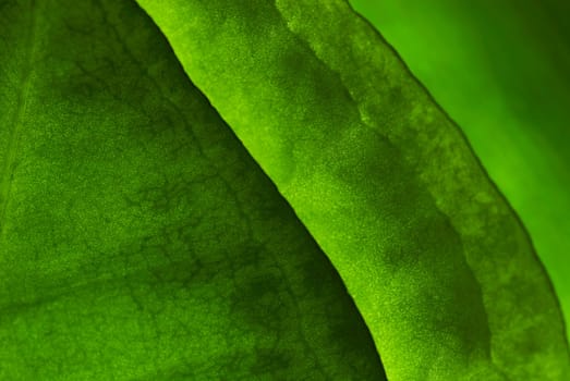 Close_up of green leaves