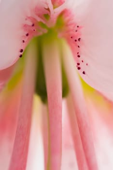 Close_up of stamen