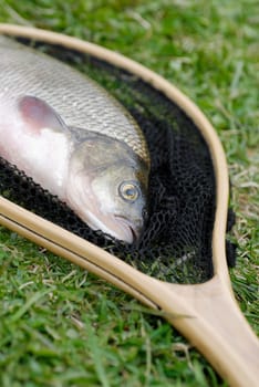 Close-up of a fish in a fishing net