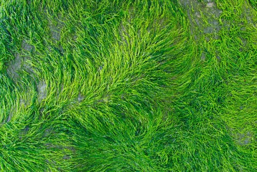 Close_up of moss