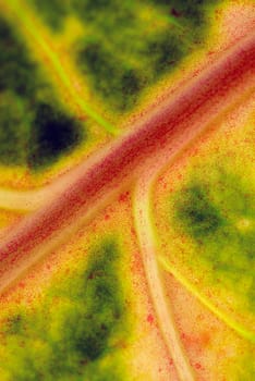 Close_up of a leaf