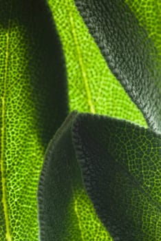 Close_up of a leaves
