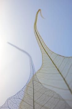 Close-up of dried pipal leaves