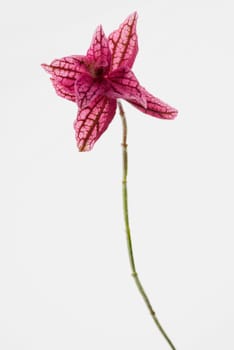 Close_up of a flower