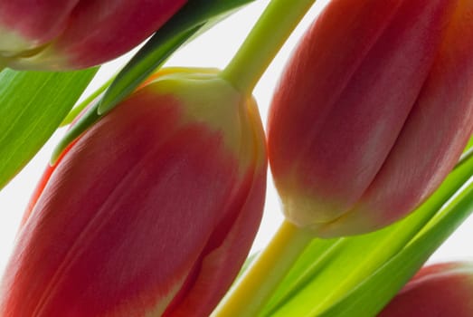 Close_up of buds