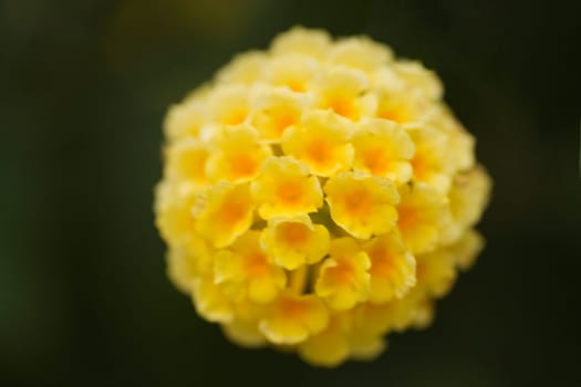 Close-up of a bunch of flowers
