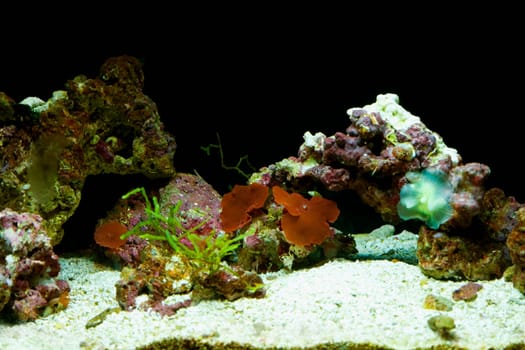 Close-up of a sea anemone underwater