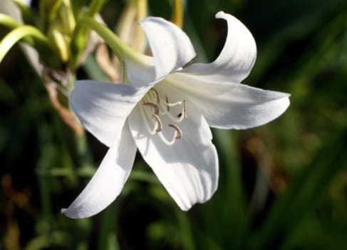 Close-up of a flower