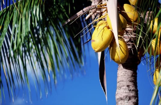 Low angle view of a coconut palm tree