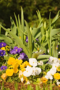 Close-up of flowering plants
