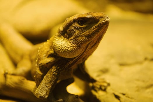 Close-up of a chameleon (Chamaeloninae)