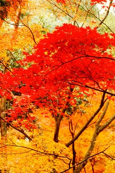 Low angle view of trees