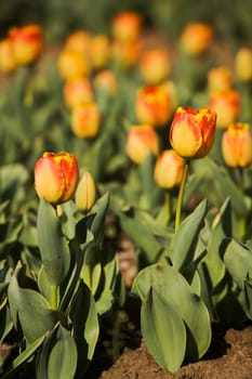 Close-up of tulip flowers