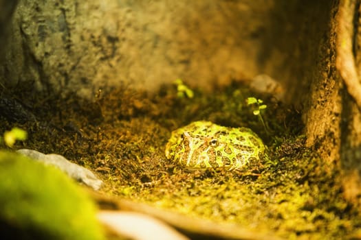 High angle view of a Tree frog