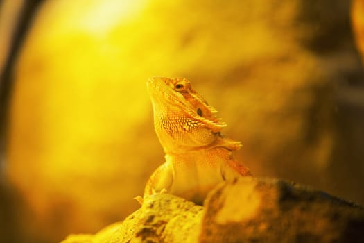 Close-up of a chameleon on a rock (Chamaeloninae)