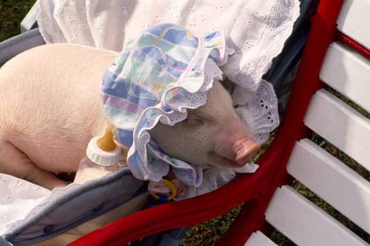 Close-up of a piglet sleeping on a chair