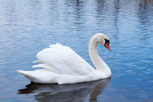 White elegantte swan on a spring river