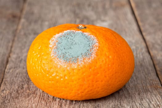 Close-up of a moldy mandarin on a wooden background