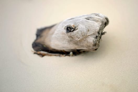 Close-up of driftwood in the sand