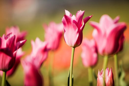 Close-up of tulip flowers