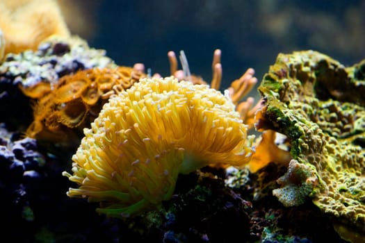 Close-up of a sea anemone underwater