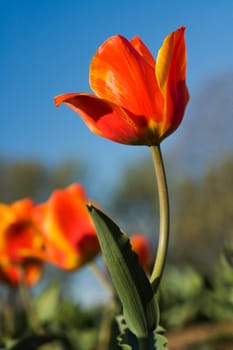 Close-up of tulip flowers
