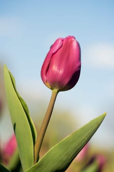 Close-up of a tulip flower