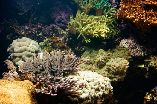 High angle view of coral underwater
