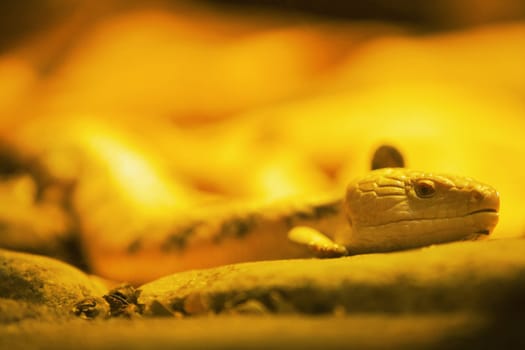 Close-up of a lizard