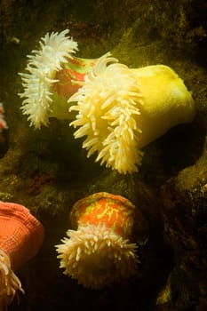 Close-up of a sea anemone underwater