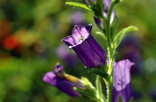Close-up of flowers