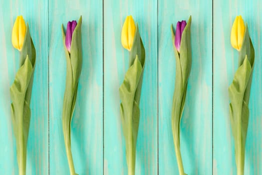 Nature spring background with blooming tulips and blue wooden wall