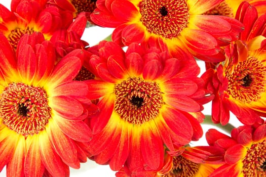 Close up view of beautiful gerbera flowers