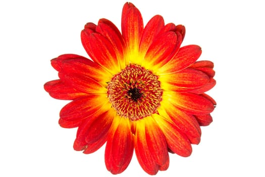 Close up view of beautiful gerbera flower isolated on white background