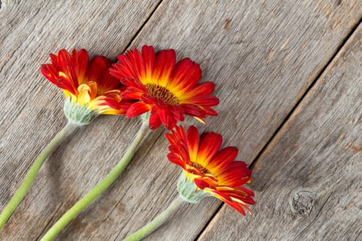 Three gerbera flowers on the wooden background