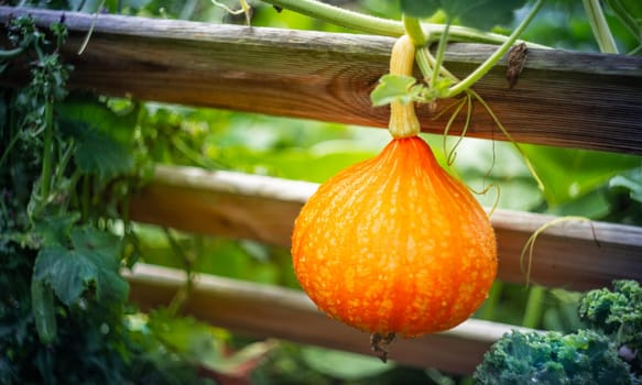 Ripe red kuri squash growing in the garden