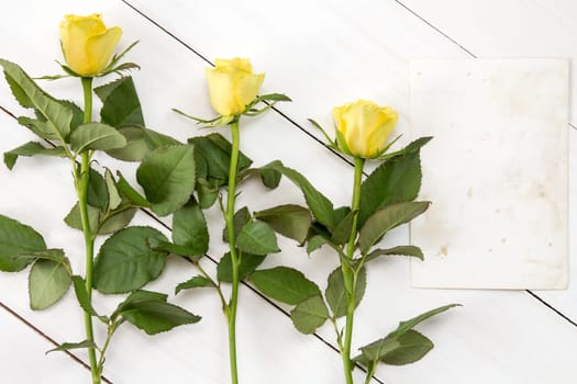 Yellow roses and blank card for copy-space