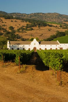 Vineyard in front of a building