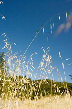 Corn crop in a field