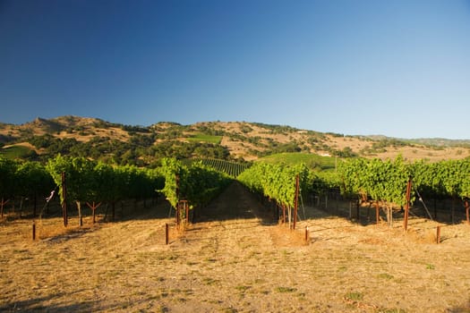 Panoramic view of a vineyard