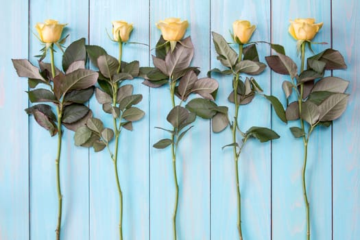 Flowers background with blooming roses on blue wooden background