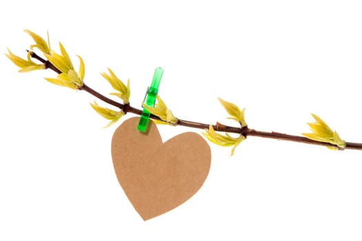 Paper heart  hanging on the spring branch. Isolated on white background