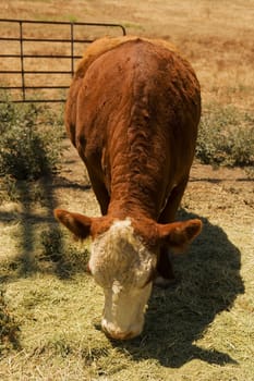 Cow grazing in a field