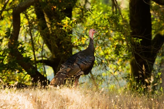 Peacock in a forest