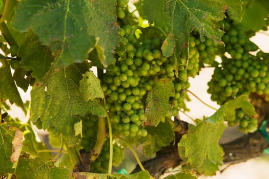 Close-up of unripe grapes on grapevine